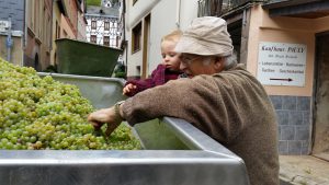 Die Zukunft der Rebsorten - Zukunftsreben, Piwis und MEHR @ vhs Cochem